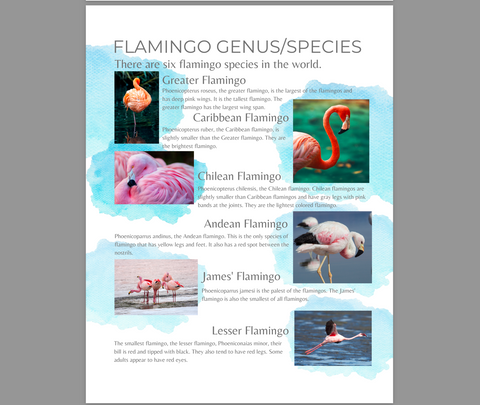 All About Flamingos Study Unit